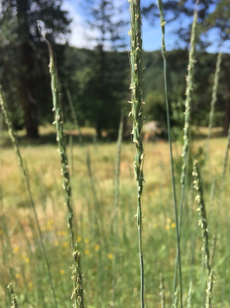Blue Wildrye (Elymus glaucus)
