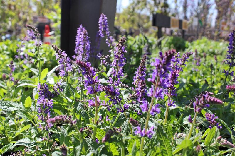 Salvia (Perennial Types)