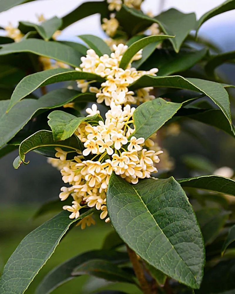Tea Olive (Osmanthus Fragrans)