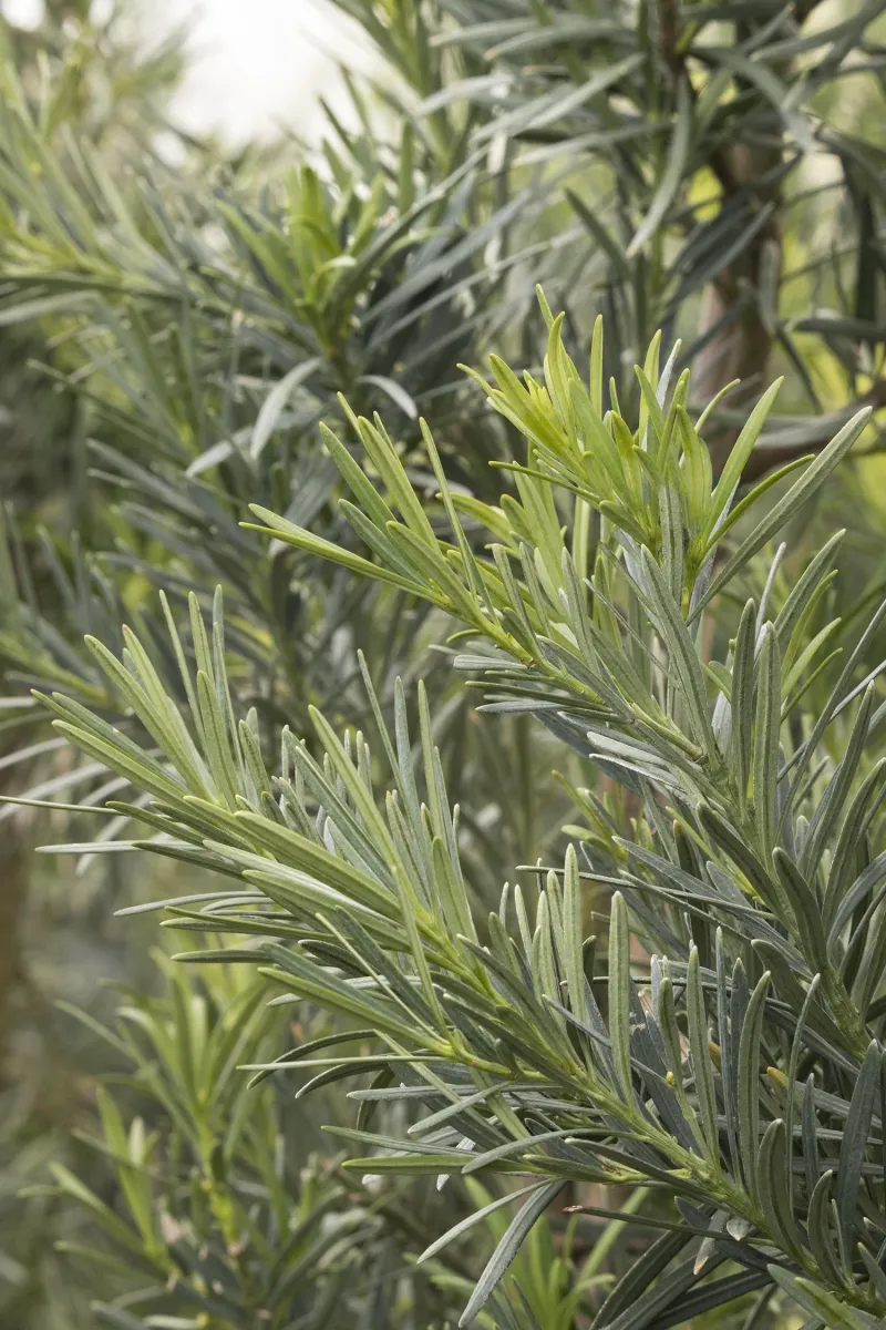 Podocarpus (Podocarpus Macrophyllus - Dwarf Varieties)