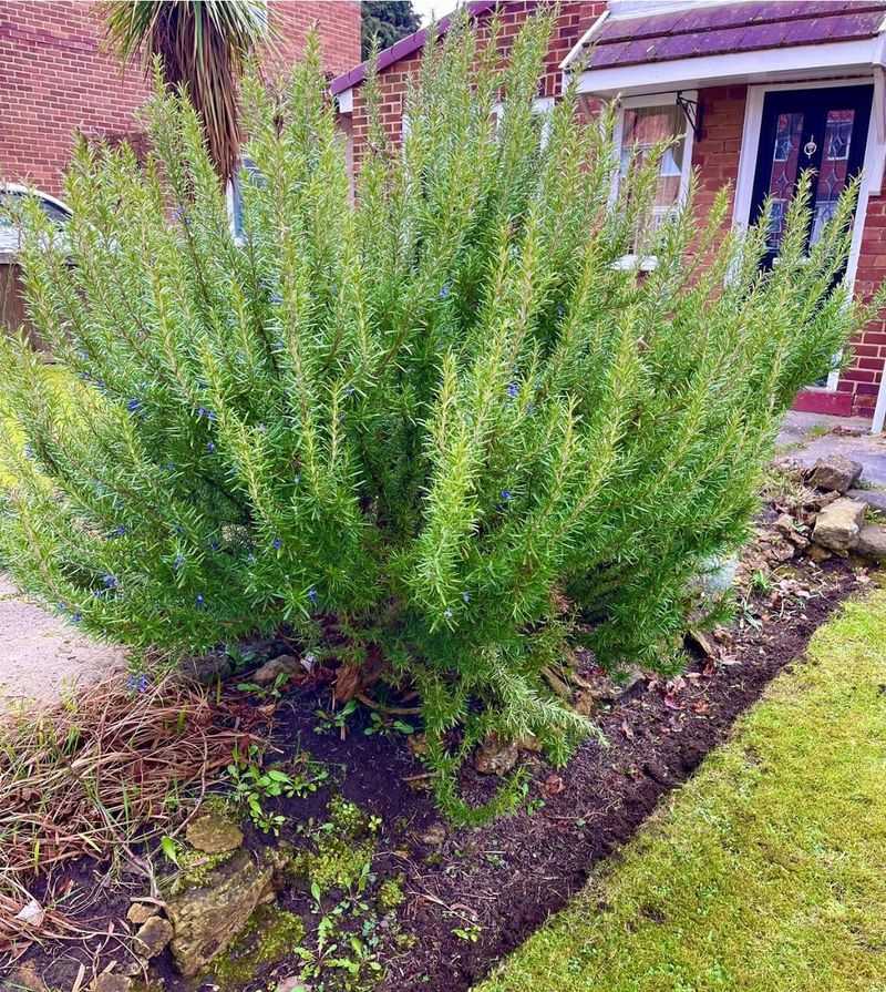 Pest-Resistant Front Entry Planting
