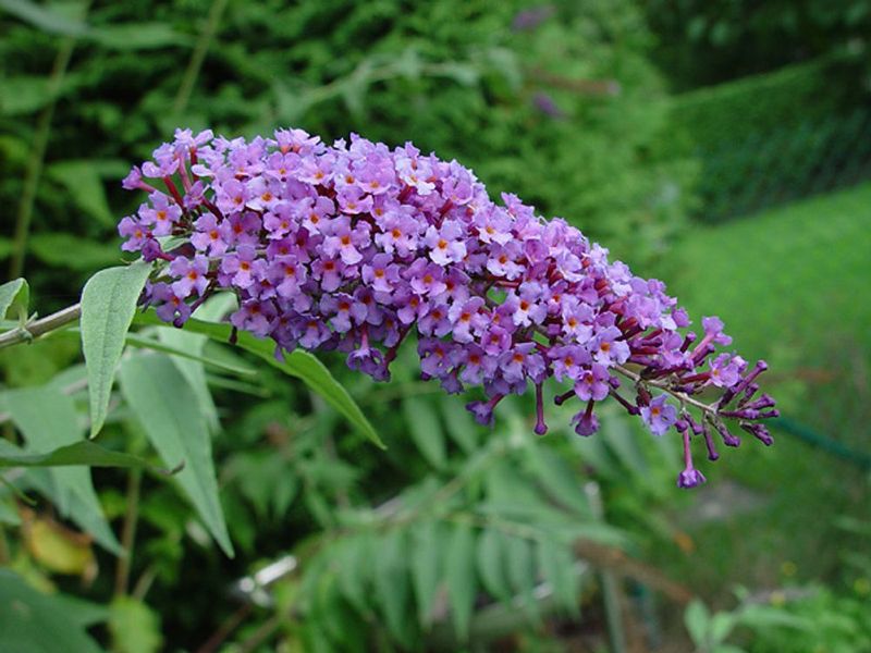 Butterfly Bush (Buddleja davidii)