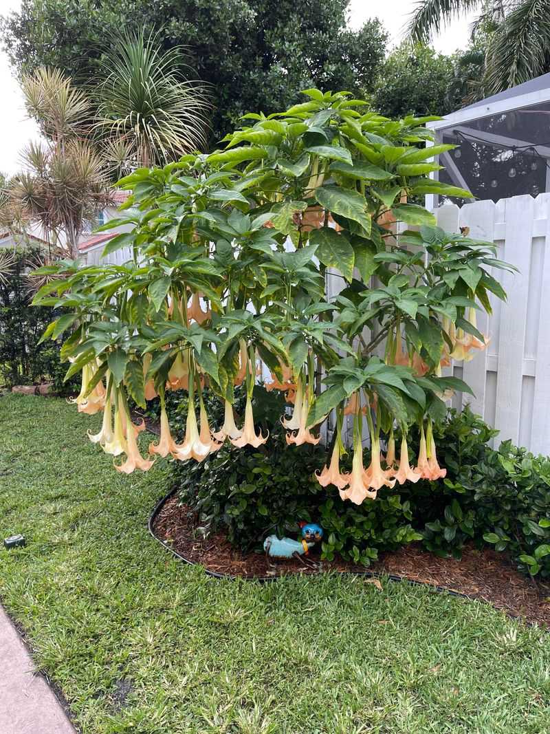 Angel's Trumpet: Deadly Nightshade Relative