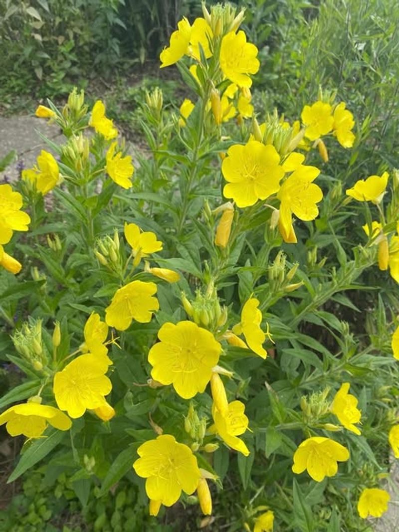 Sundrops / Evening Primrose (Oenothera Fruticosa)