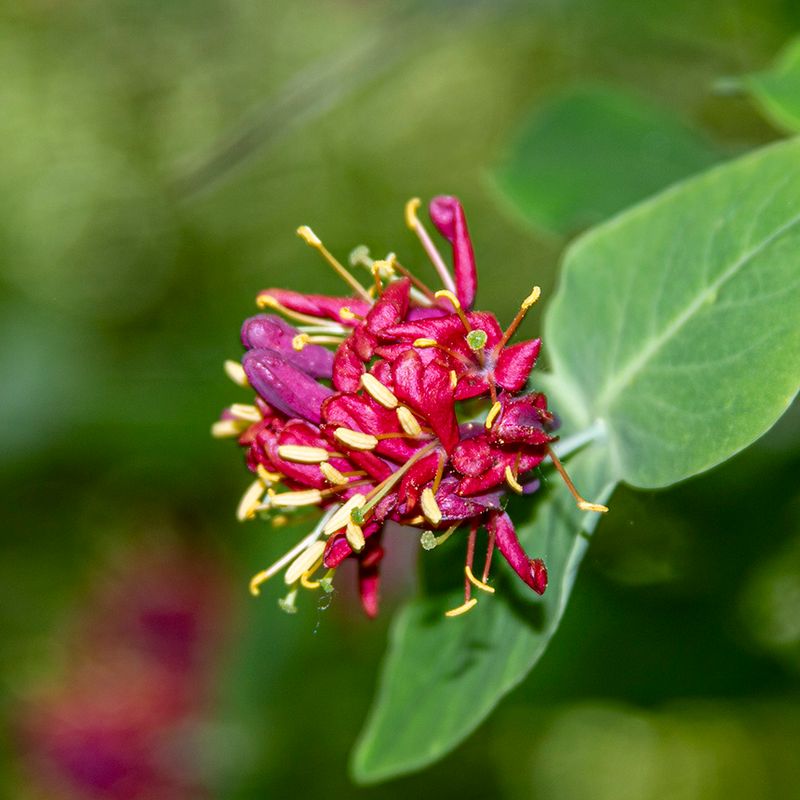 Limber Honeysuckle (Lonicera Dioica)