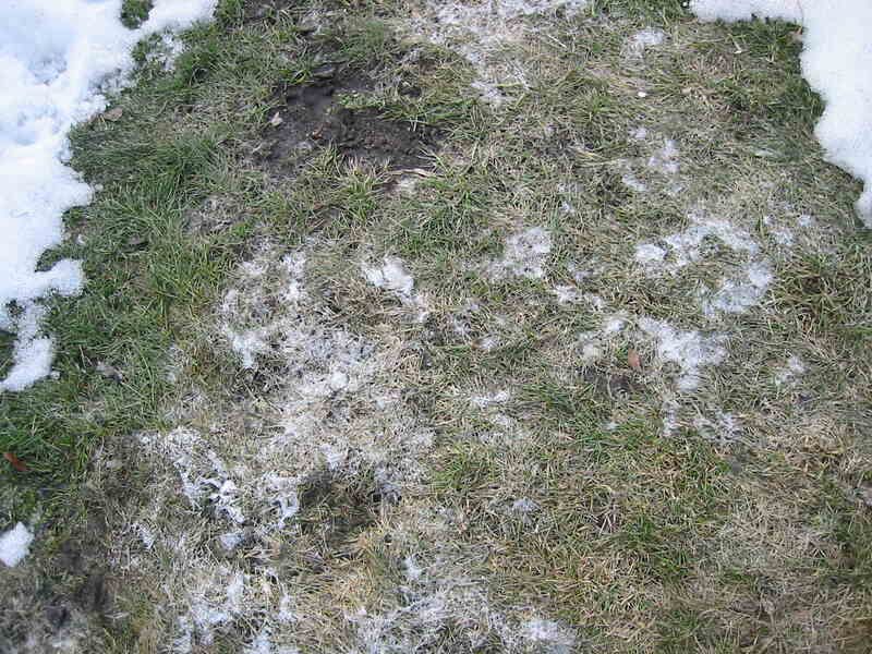 Mold Or Snow Fungus Spots Appearing