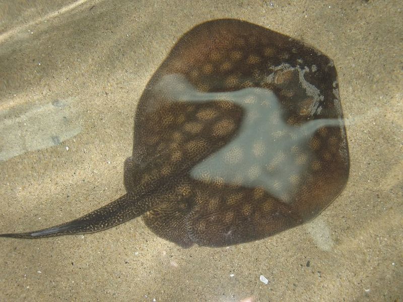 Round Stingray (Urobatis halleri)