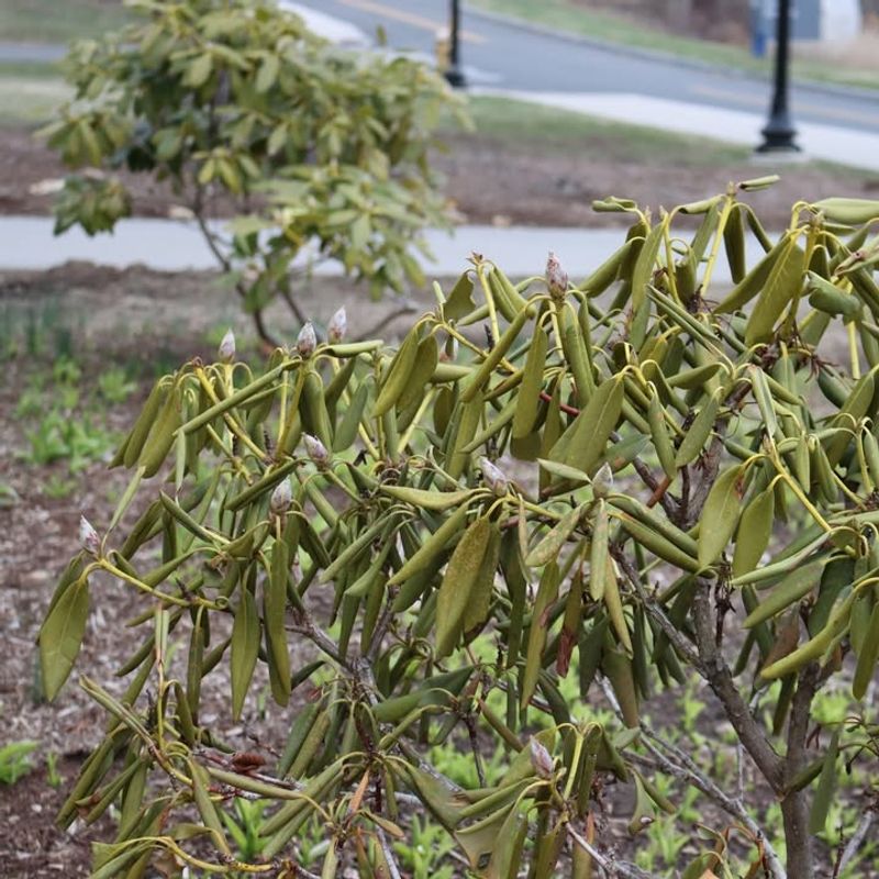 Curling Or Distorted New Growth