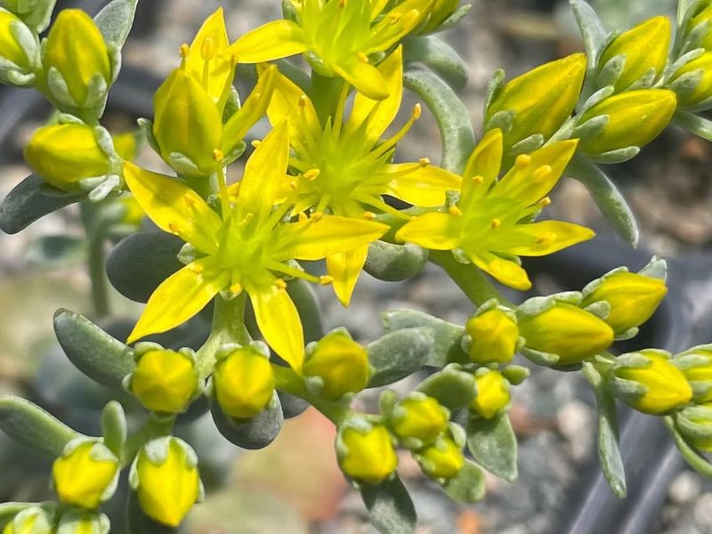 Sedum oreganum (Oregon Stonecrop)