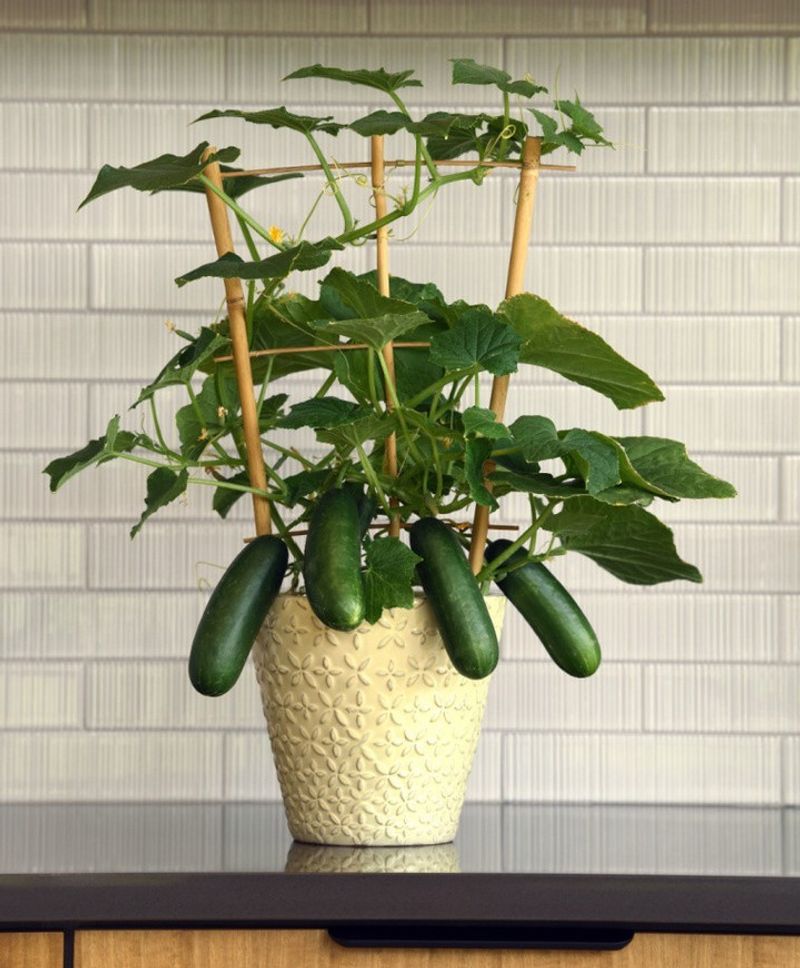 Choose Compact Cucumber Varieties For Limited Space
