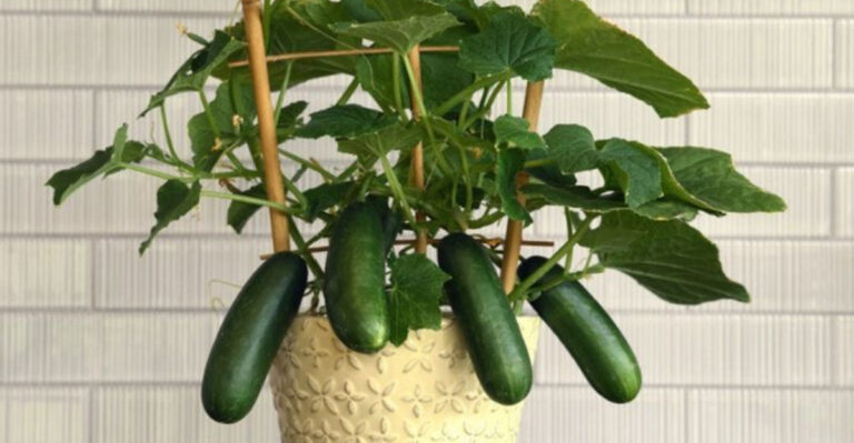 Yes, Cucumbers Can Grow Indoors — Here’s How Illinois Gardeners Do It In Winter