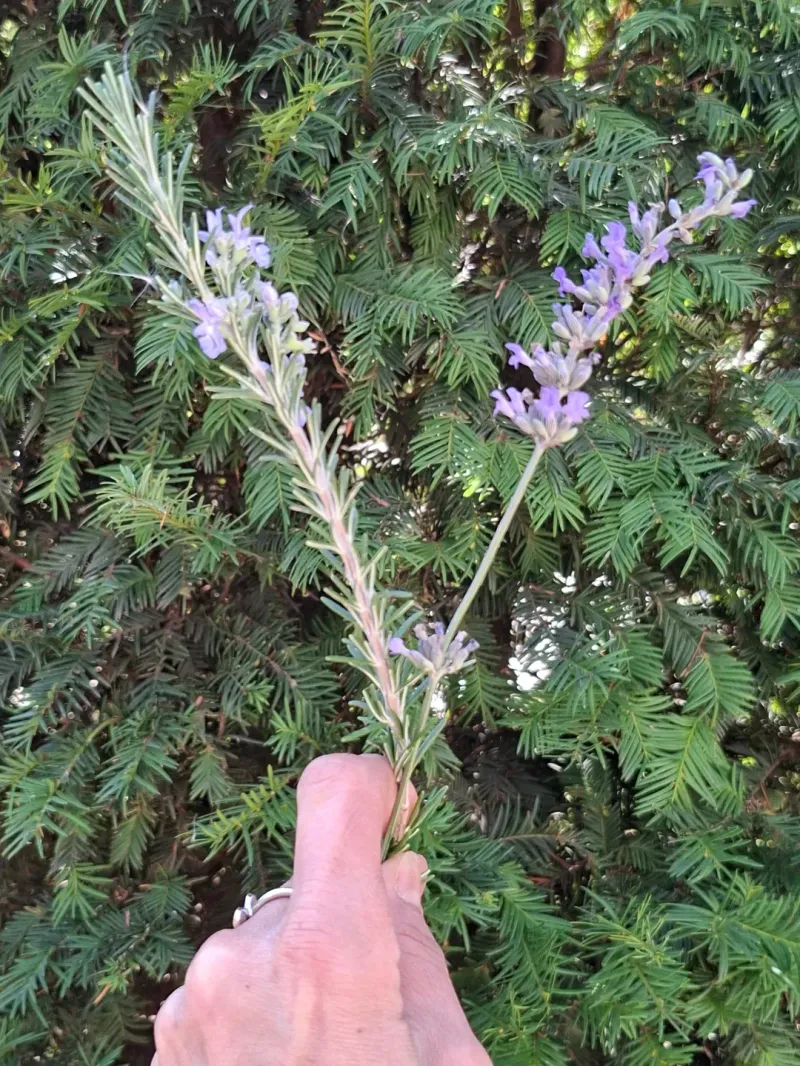 Choose Varieties Suited To Your California Region