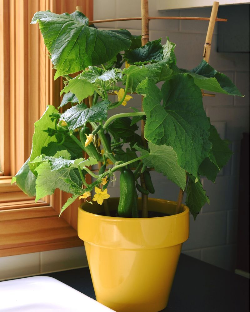 Why Cucumbers Are Surprisingly Well-Suited For Indoor Growing
