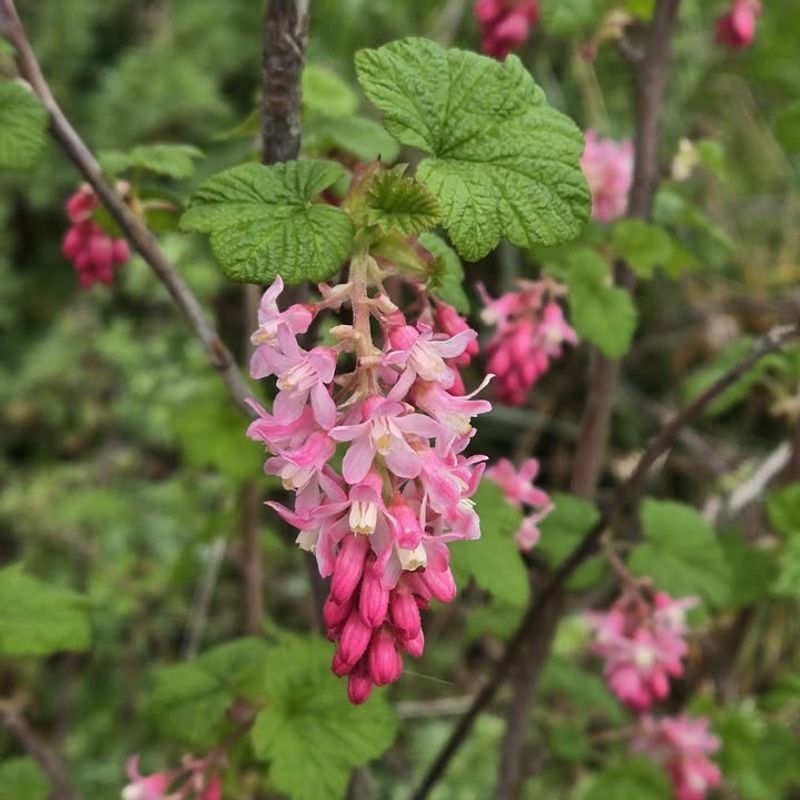 Red-flowering currant (Ribes sanguineum)