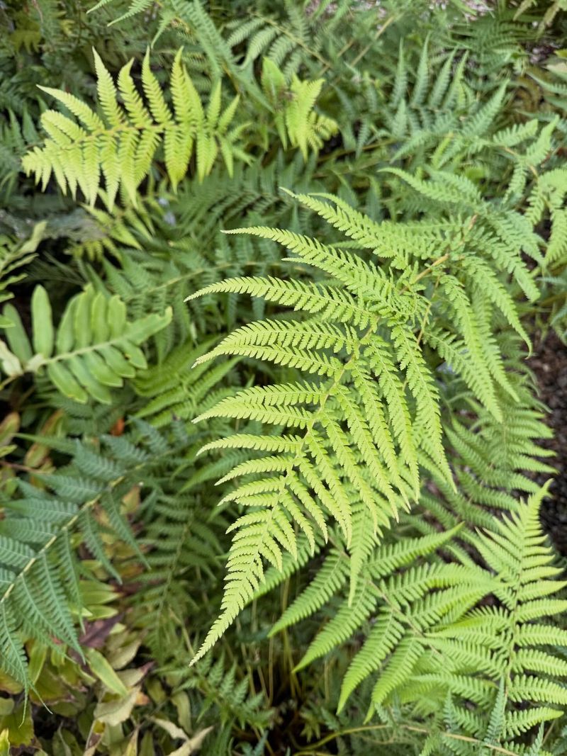 Hardy Ferns