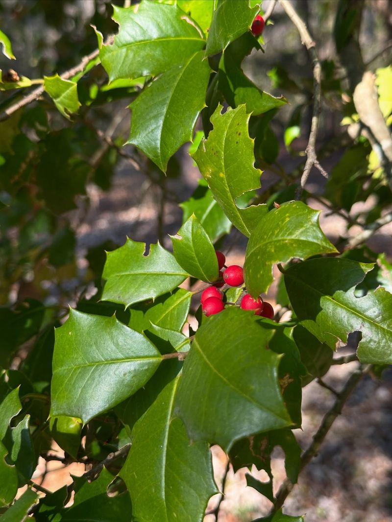 Holly Bushes