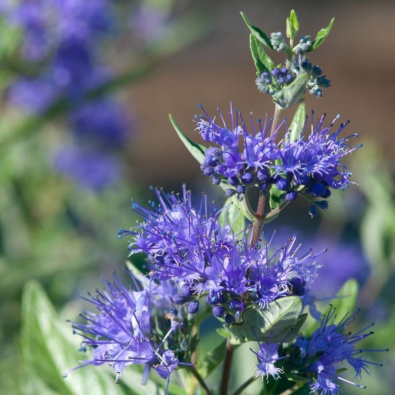 Bluebeard (Caryopteris)