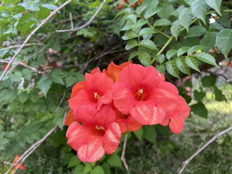 Trumpet Vine