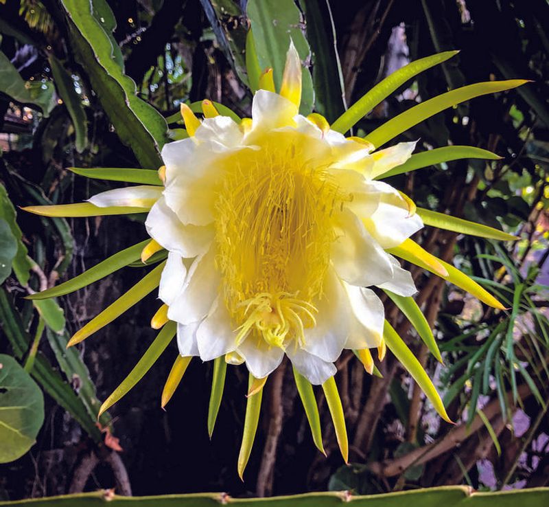 Night-Blooming Cereus (Panini O Ka Punahou)