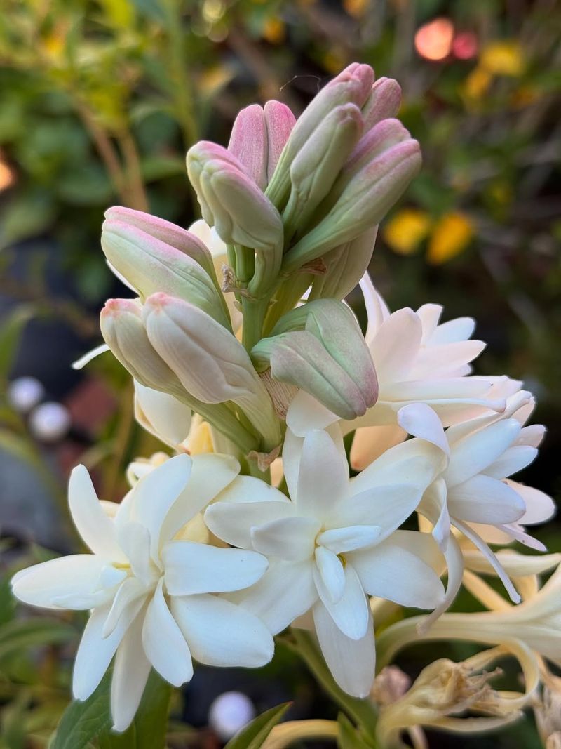 Tuberose