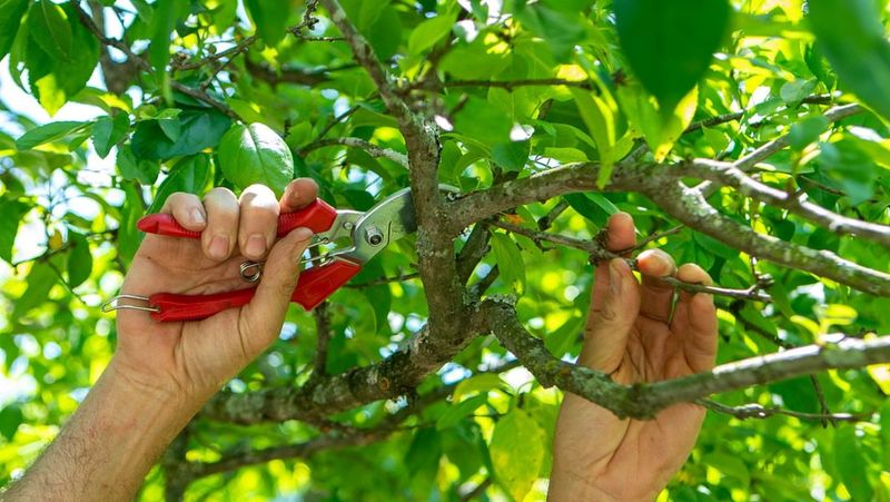 Fruit And Flowers Belong To The Tree's Owner
