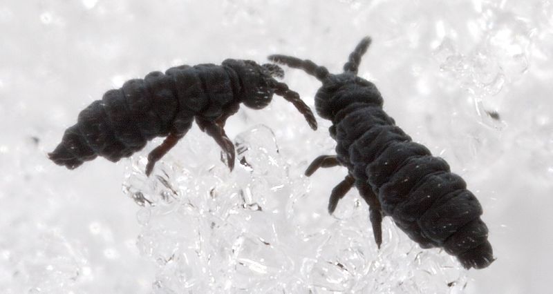Spotting Snow Fleas Is A Sign Of A Healthy Garden Ecosystem