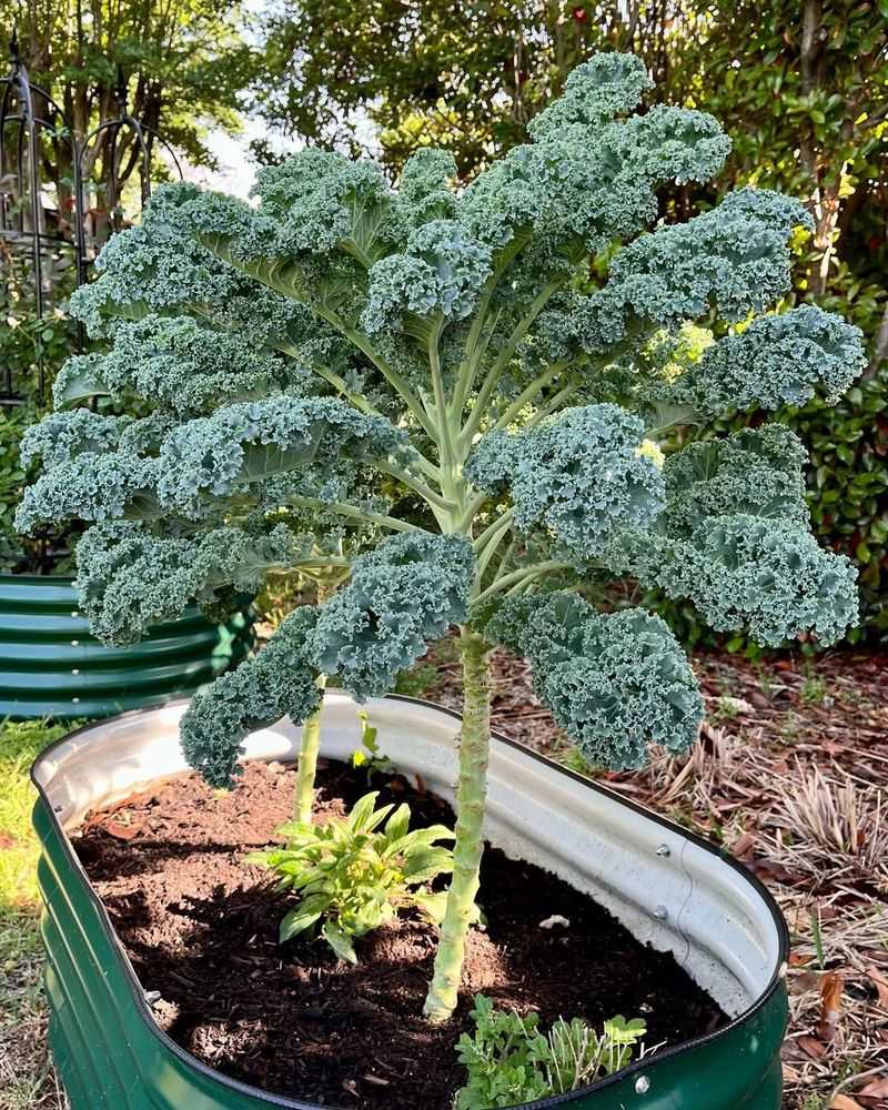 Kale For Fast, Cold-Tolerant Greens