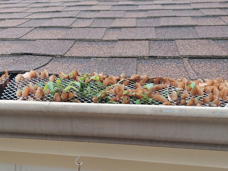 Negligent Tree Maintenance Can Create Liability