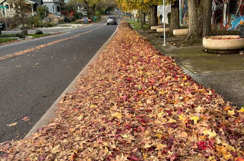 A Neighbor May Be Responsible If Leaves Create A Proven Hazard