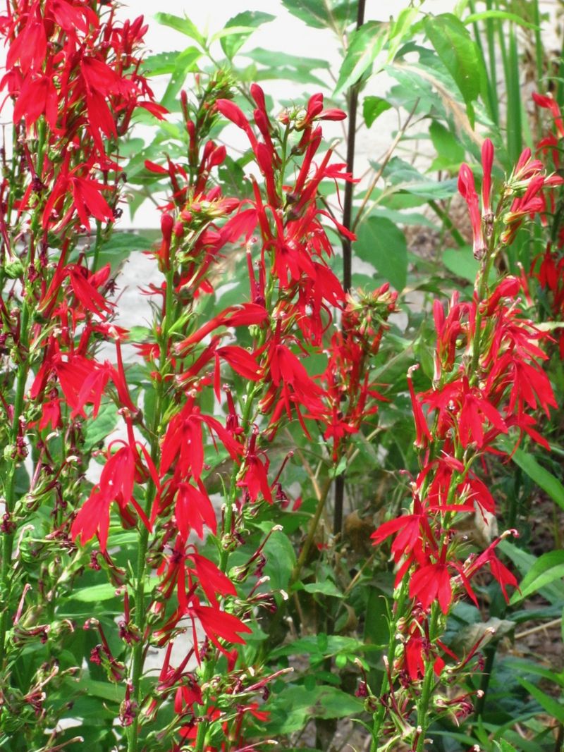 Native Plants Look Messy Or Unattractive