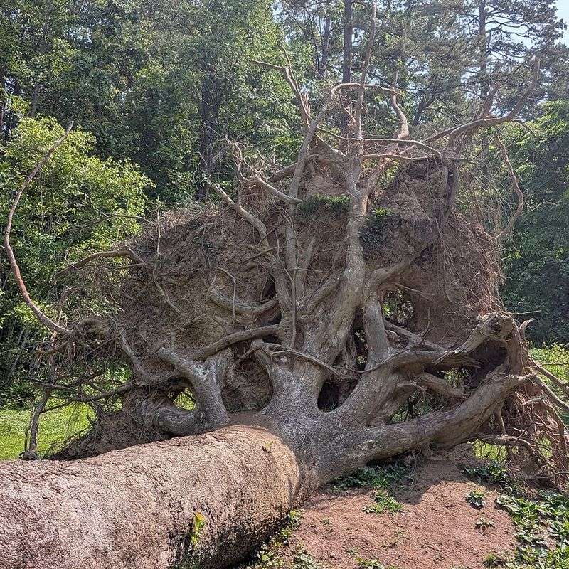 Roots Are Treated The Same As Branches
