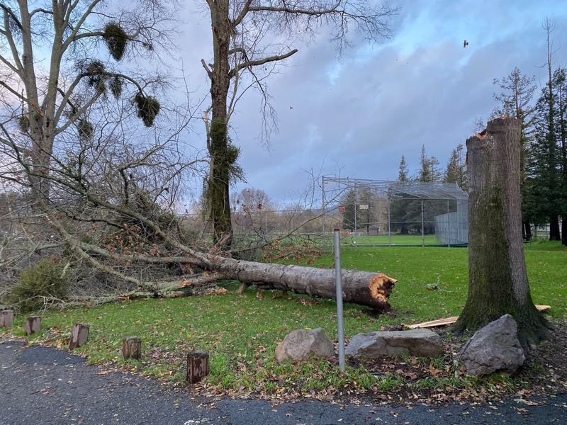 Damage On Your Property Is Usually Your Responsibility First