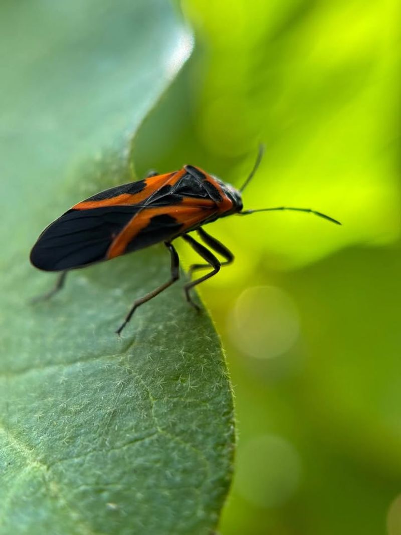 All Bugs In The Garden Are Bad