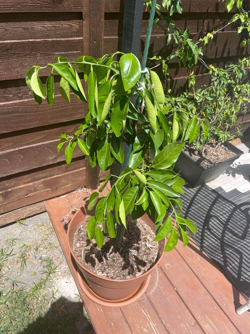 Containers Heat Up Faster Than In-Ground Beds