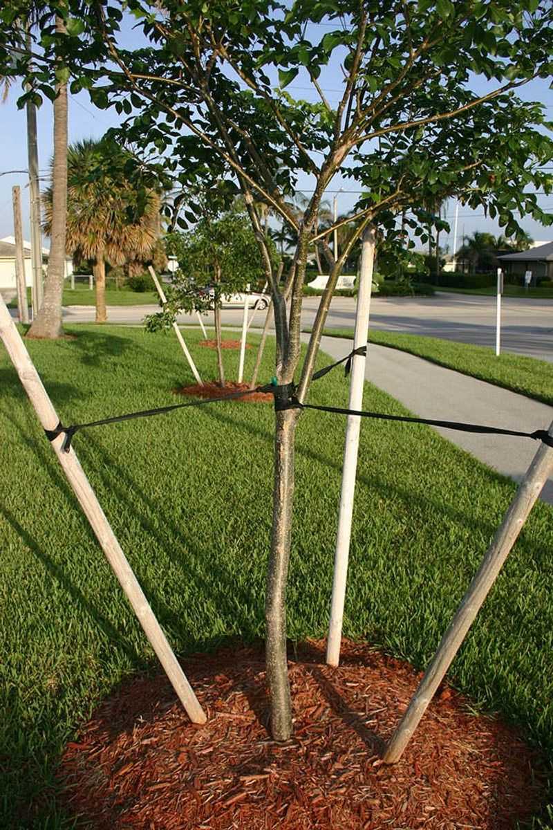 Florida Winds Are Hard On New Trees And Staking Makes The Difference