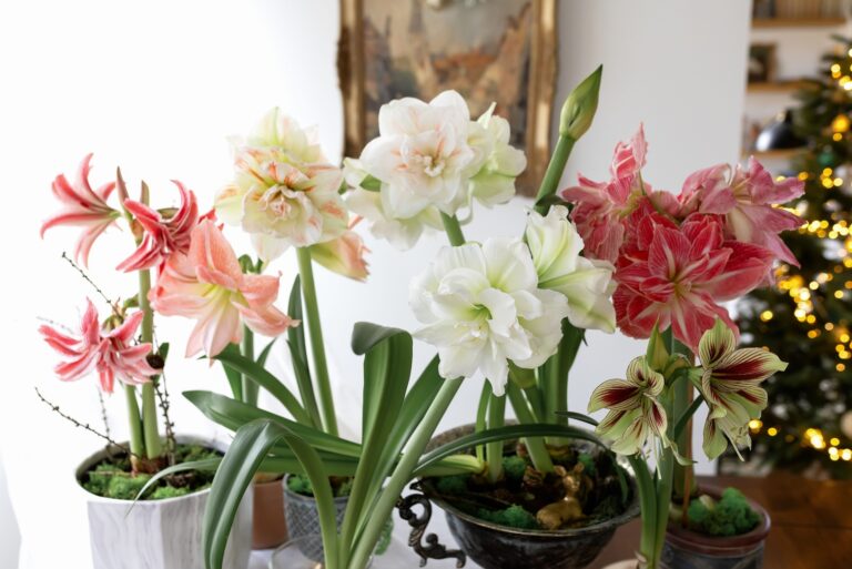 blooming amaryllis flowers