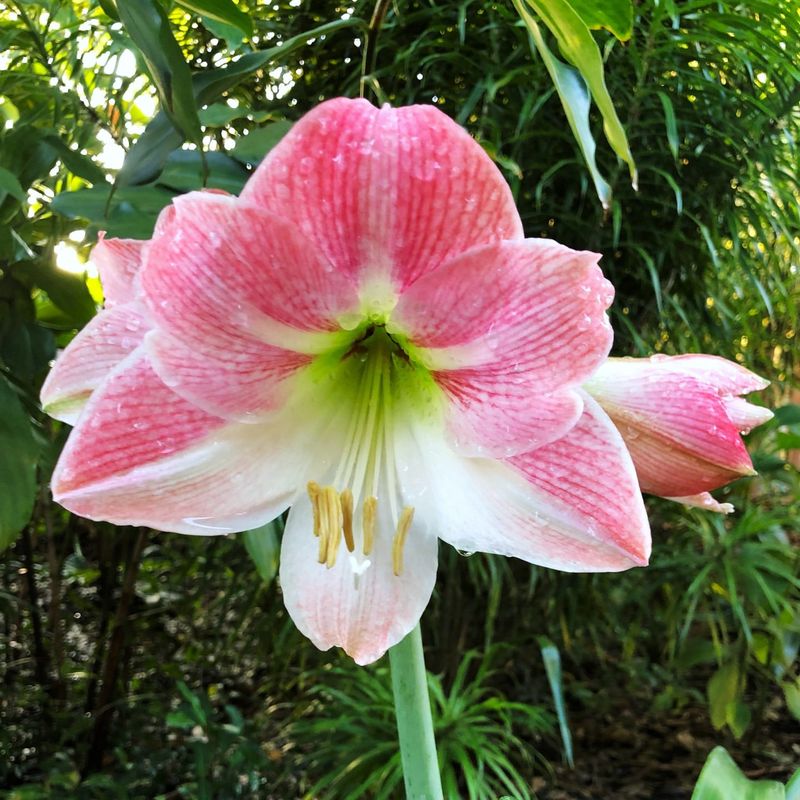 Why Amaryllis Behaves Differently In Florida Than In Other States