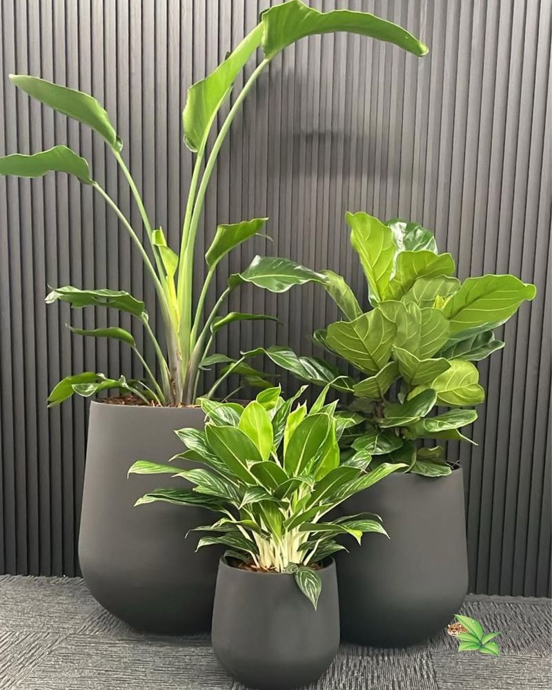 Brighter Indirect Light