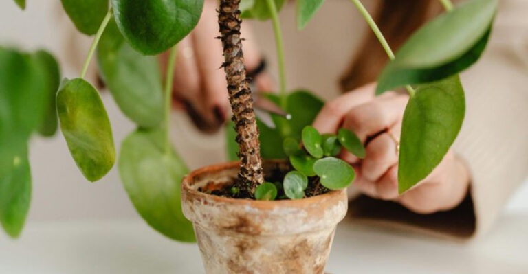 peperomia pruning