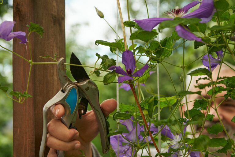 pruning clematis
