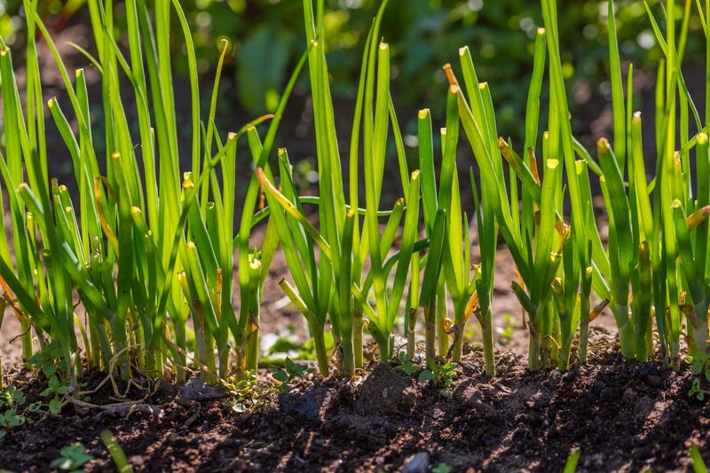 Choose A Sunny Spot With Well-Draining Soil