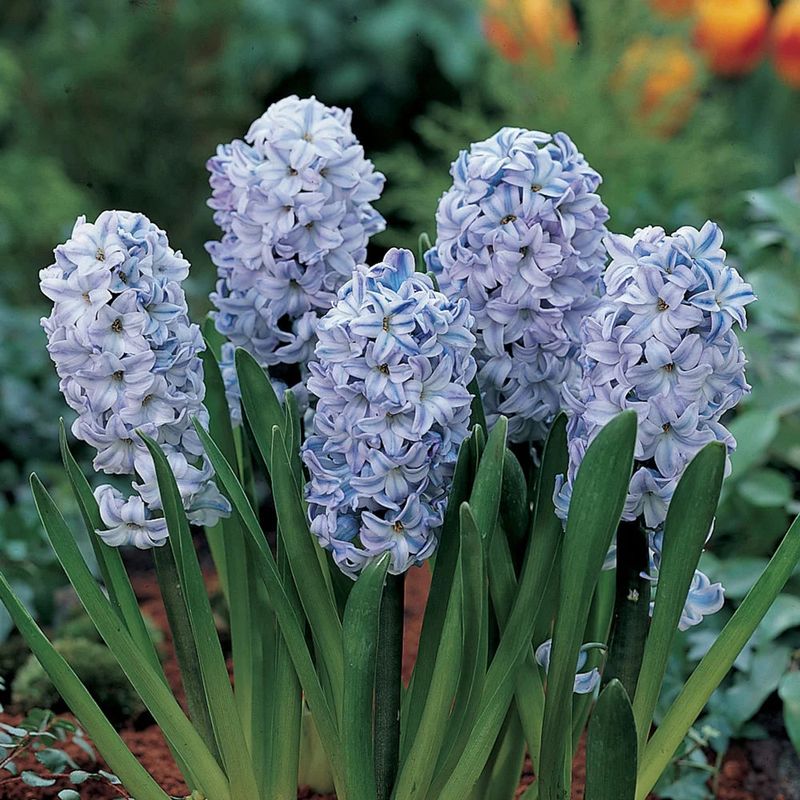 Choosing The Right Hyacinth Varieties For Pennsylvania Climate