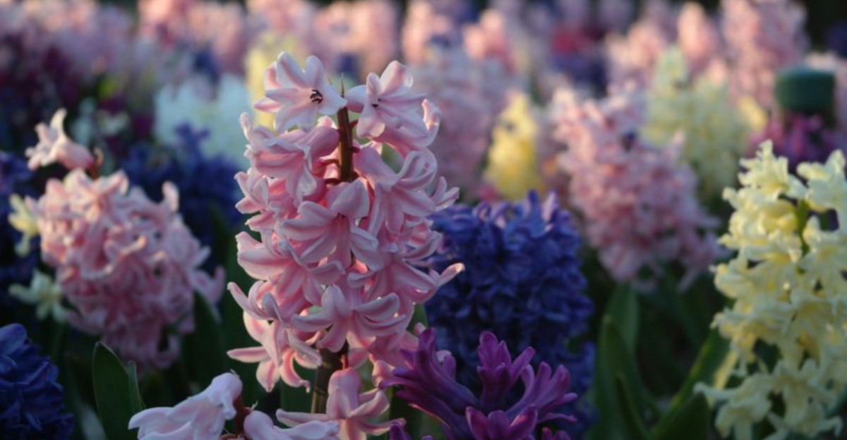 hyacinths