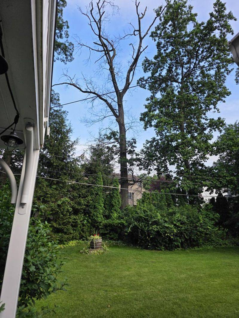 Warning Your Neighbor About Dangerous Trees Matters