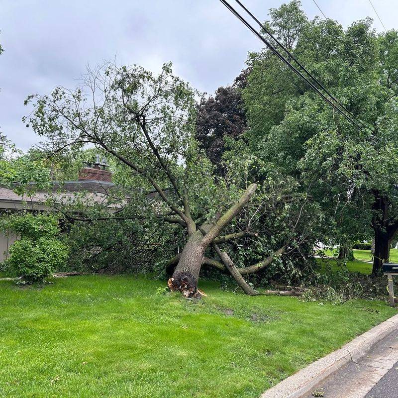 Negligence Can Make The Tree Owner Responsible