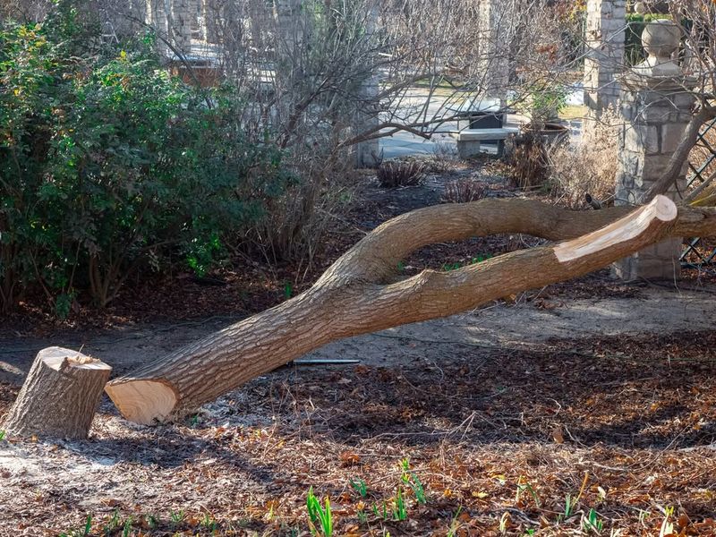 You Own The Fallen Portion Once It Lands In Your Yard