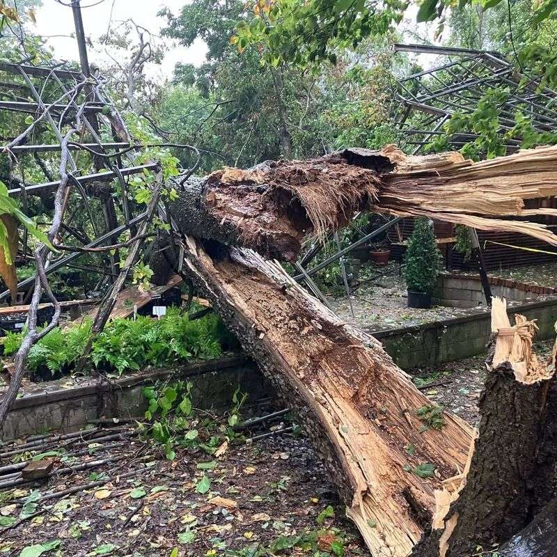 You Own The Fallen Portion Once It's On Your Land