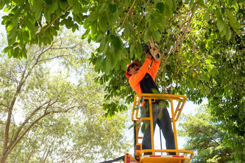 Restrictions On How You Trim