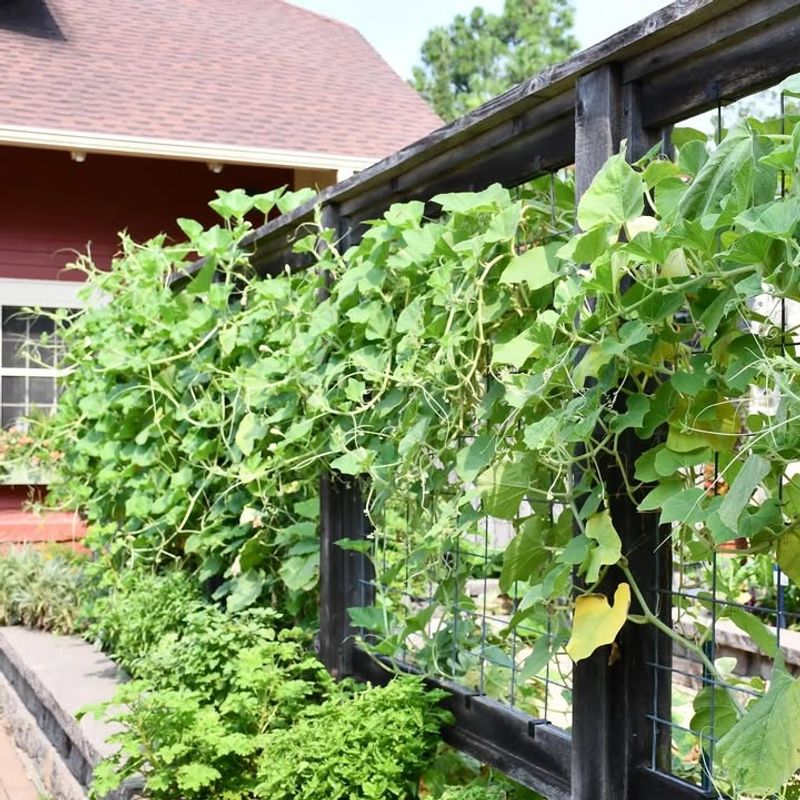 What Makes UrbanScapes Different From Traditional Plant Nurseries