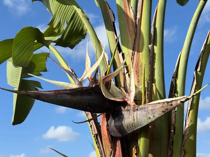 Giant Bird of Paradise